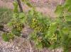PB Valley winery 48.jpg 3.0K